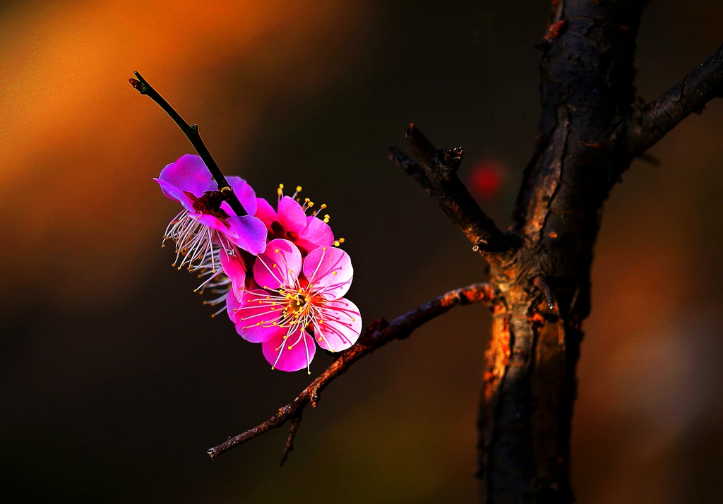 IMG_8836 - 副本_調整大小_edit_508766295314554.jpg