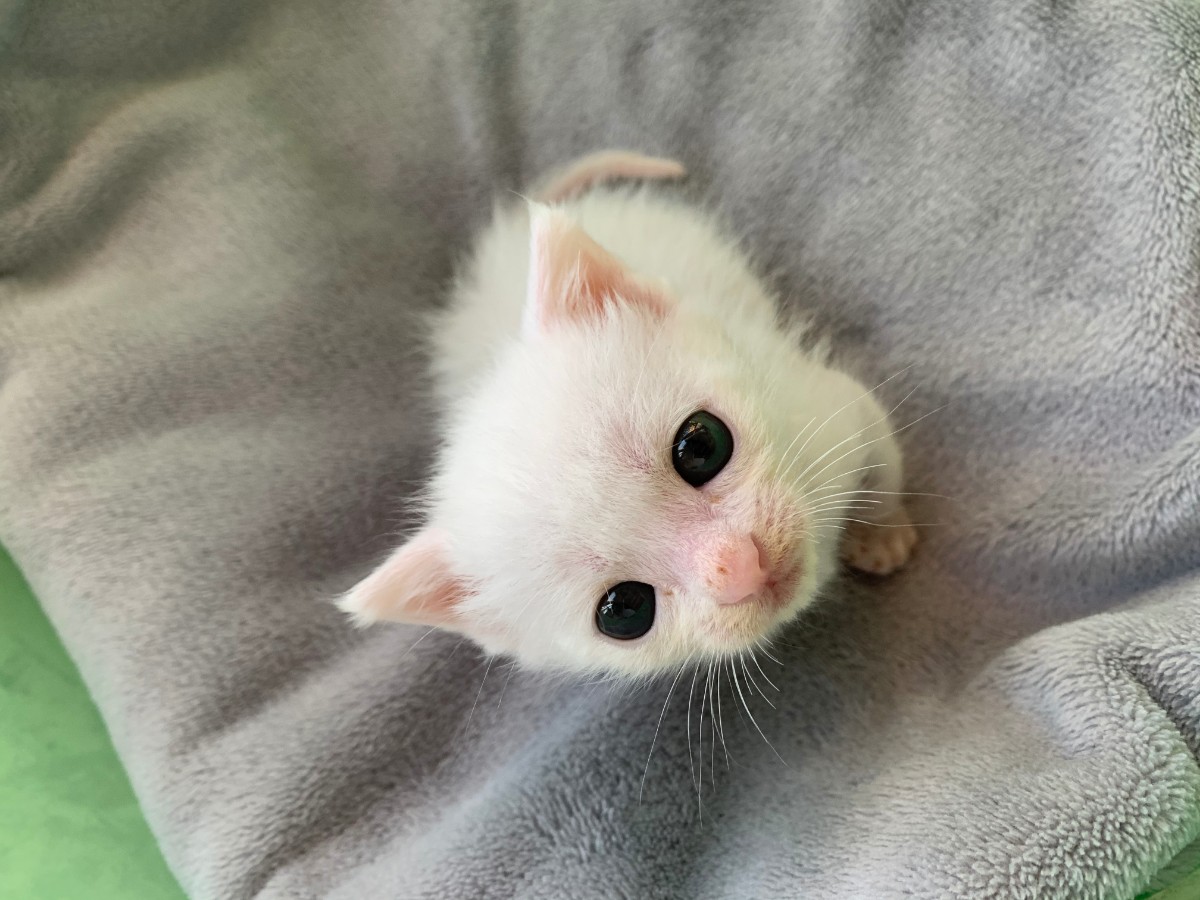 mmexport1620600029753.jpg mmexport1620600029753.jpg