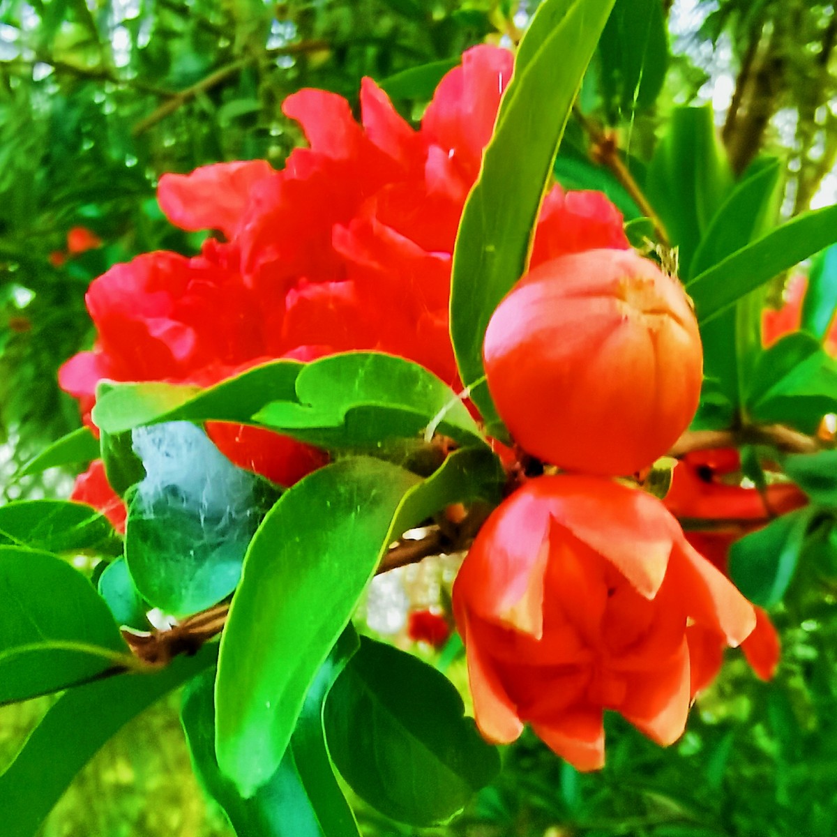 IMG_20210602_184318_mh1622636485738.jpg IMG_20210602_184318_mh1622636485738.jpg