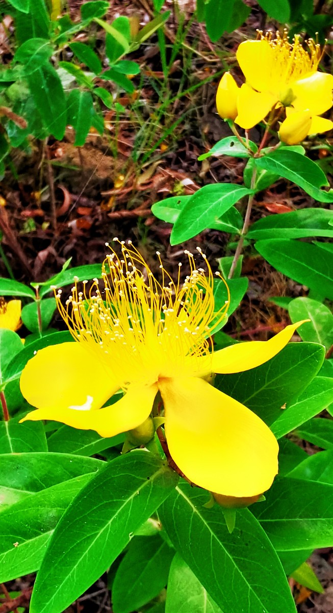 IMG_20210602_184545_mh1622636404925.jpg IMG_20210602_184545_mh1622636404925.jpg