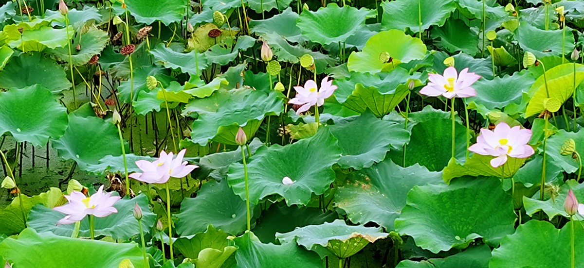 微信圖片_20210902135532.jpg 微信圖片_20210902135532.jpg