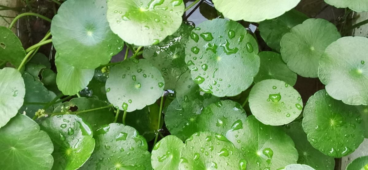 微信圖片_202109150733477.jpg 微信圖片_202109150733477.jpg