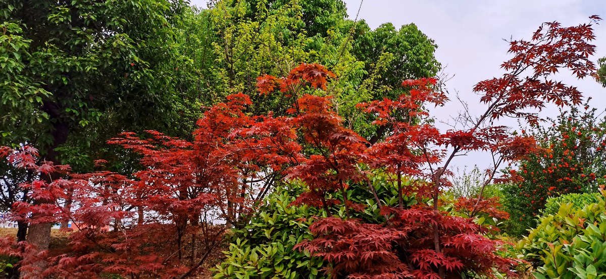 微信圖片_20220530182835.jpg 微信圖片_20220530182835.jpg