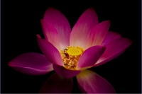 夢里荷花別樣紅