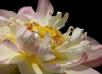 “夢里荷花”采風攝影