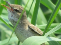 “夢里荷花”采風攝影