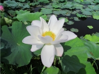 夢里荷花”采風攝影