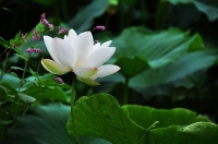 荷風送香引人來