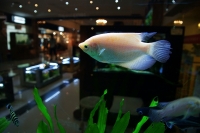 家居城內拍金魚