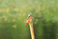 翠鳥飛到家門前