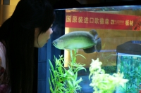 金龍魚與美女之趣(組圖）