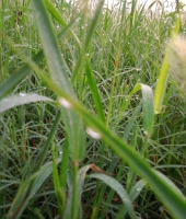 校園操場的早晨