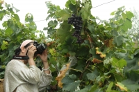 百岔溝的葡萄熟了