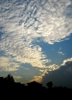 泉山·老龍眼風光