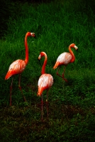 哆、來、咪、法、嗦