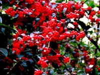 冬天里的一把火