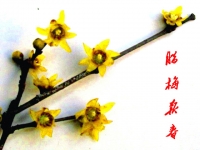 臘梅報春