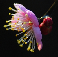 一枝紅梅報春來