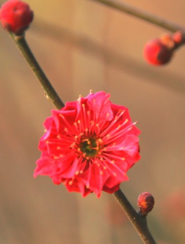 梅花習作（二）