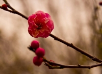 梅花習作（一）