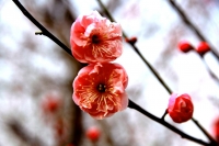 梅花習作（三）