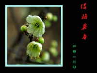 綠梅報春