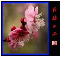 紅梅小品