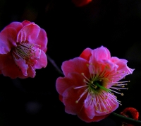 梅花習作（四）