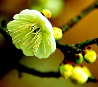 梅花習作（五）