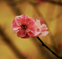 梅花習作（六）