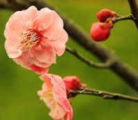 梅花習作（七）