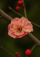 梅花習作（八）