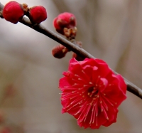 梅花習作（九）