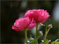 合肥植物園的太空牡丹等