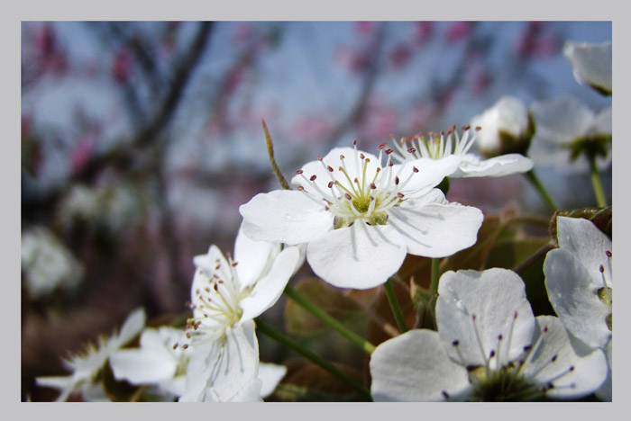 人間四月芳菲盛
