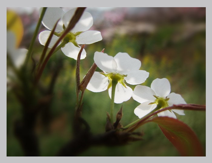 人間四月芳菲盛