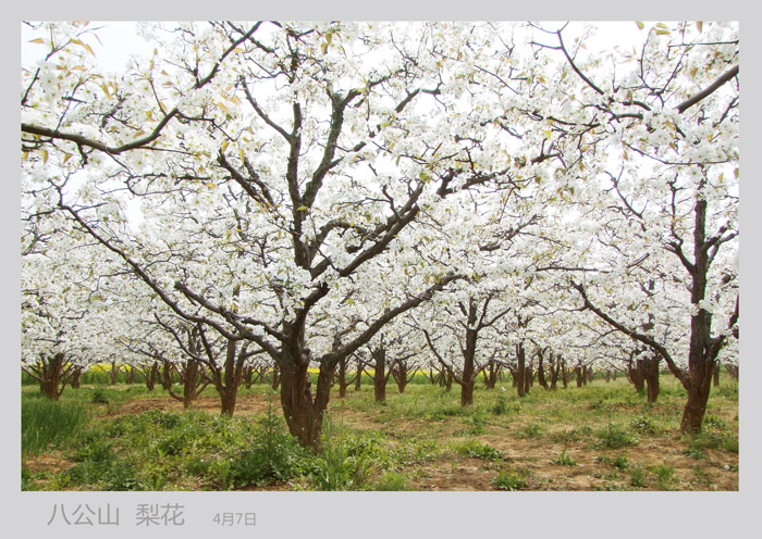 人間四月芳菲盛
