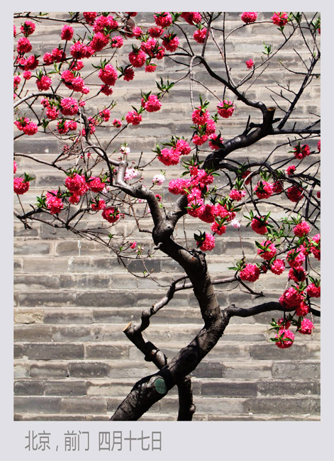 人間四月芳菲盛