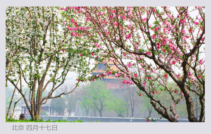 人間四月芳菲盛