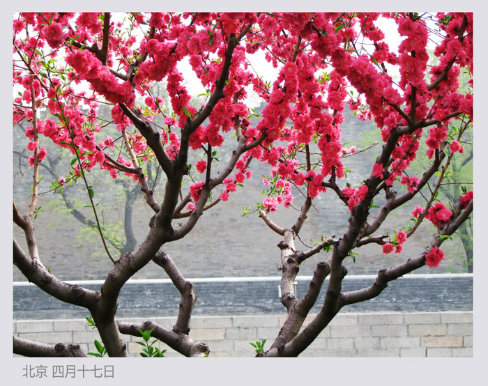 人間四月芳菲盛