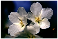 春風吹過桃花開