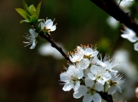 梨花香自苦寒來