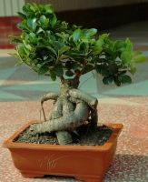 盆景---榕樹