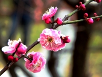 梅花習作（十）