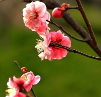 梅花習作（十二）