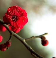 梅花習作（十三）