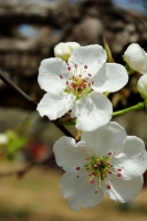 千樹萬樹梨花開