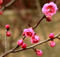 梅花習作（十四）