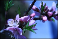 春的使者（二）