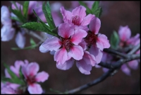 春的使者（四）